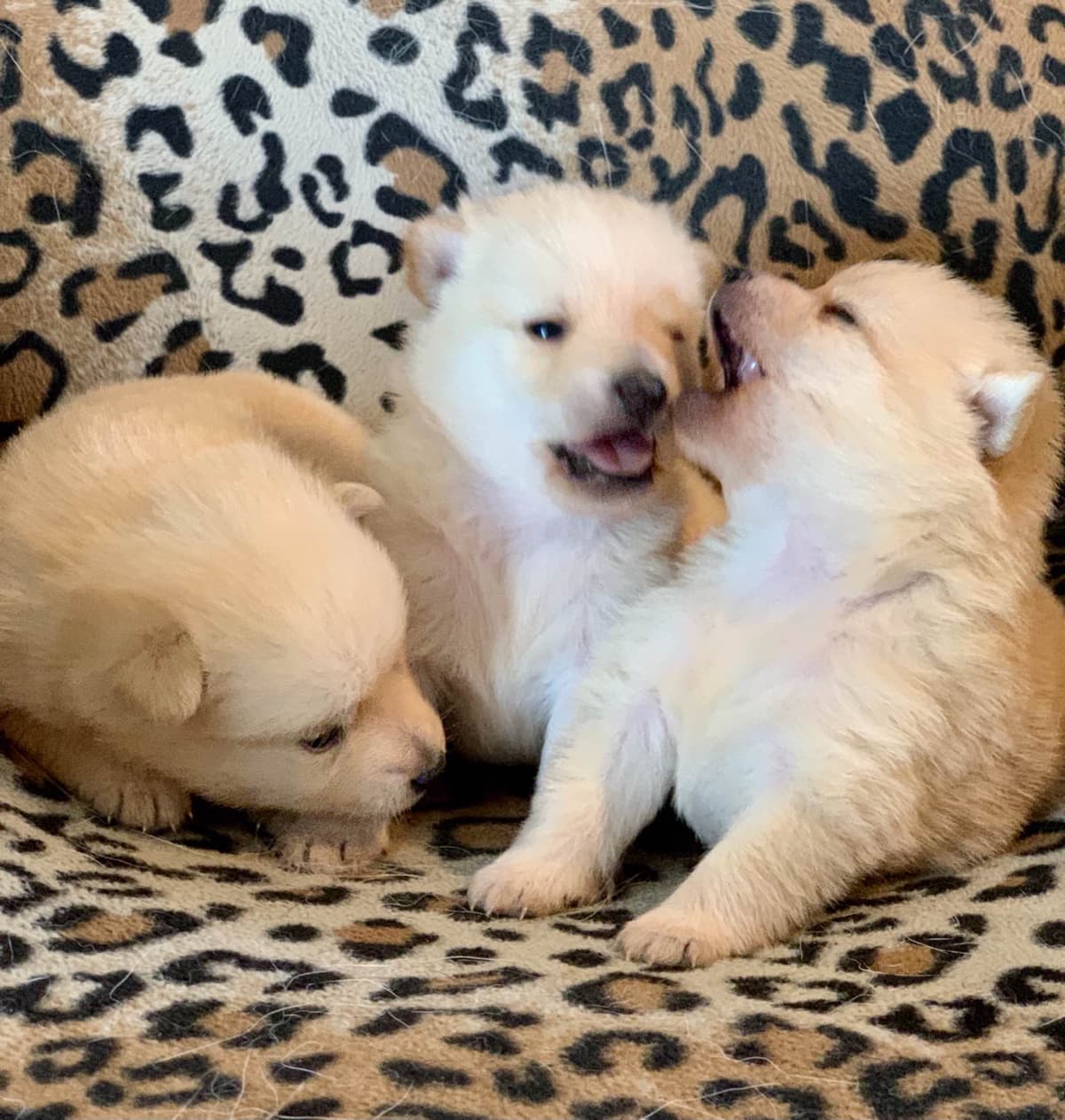 Schipperke Puppies breeder image 3