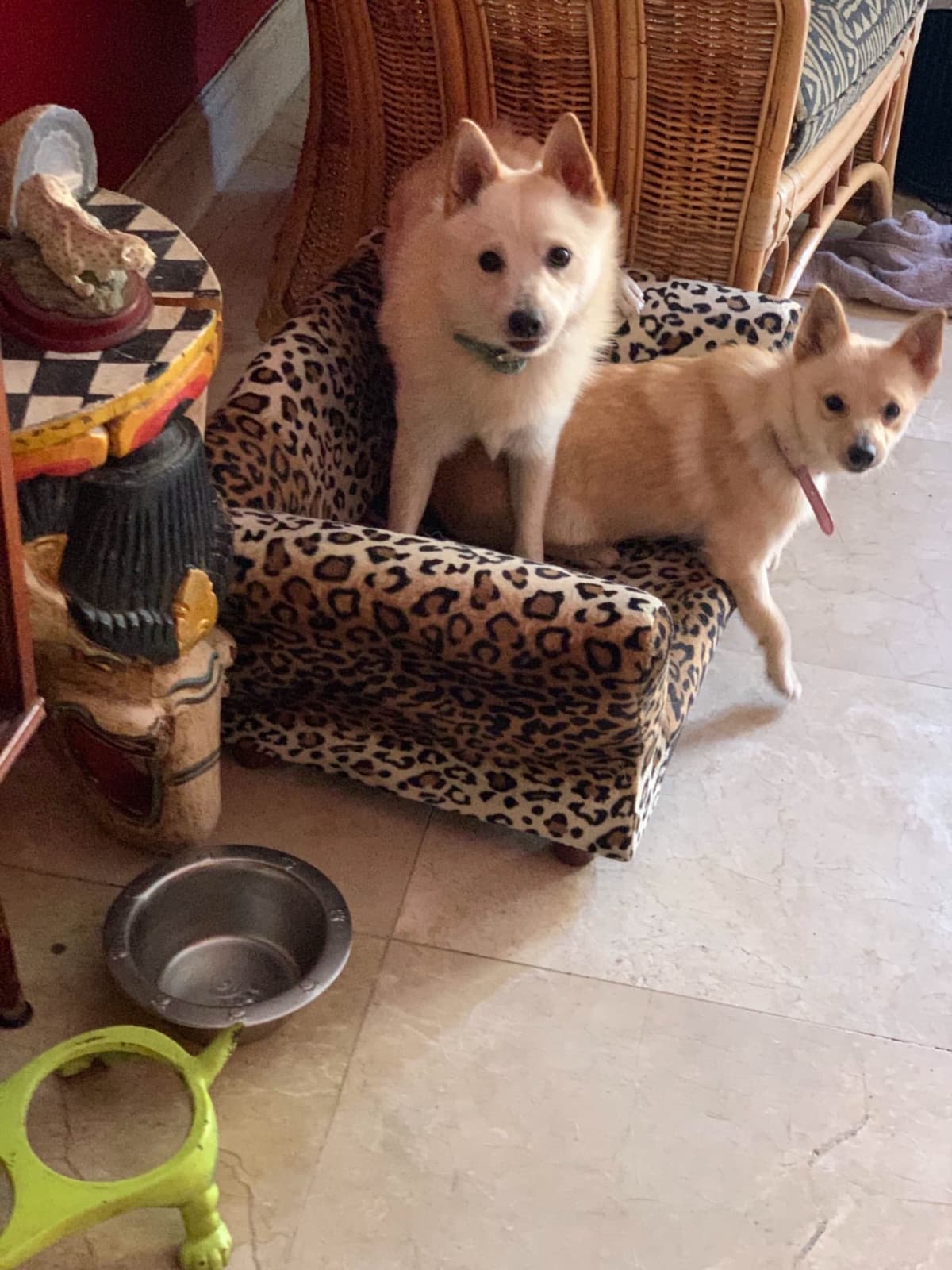 Schipperke Puppies breeder image 5