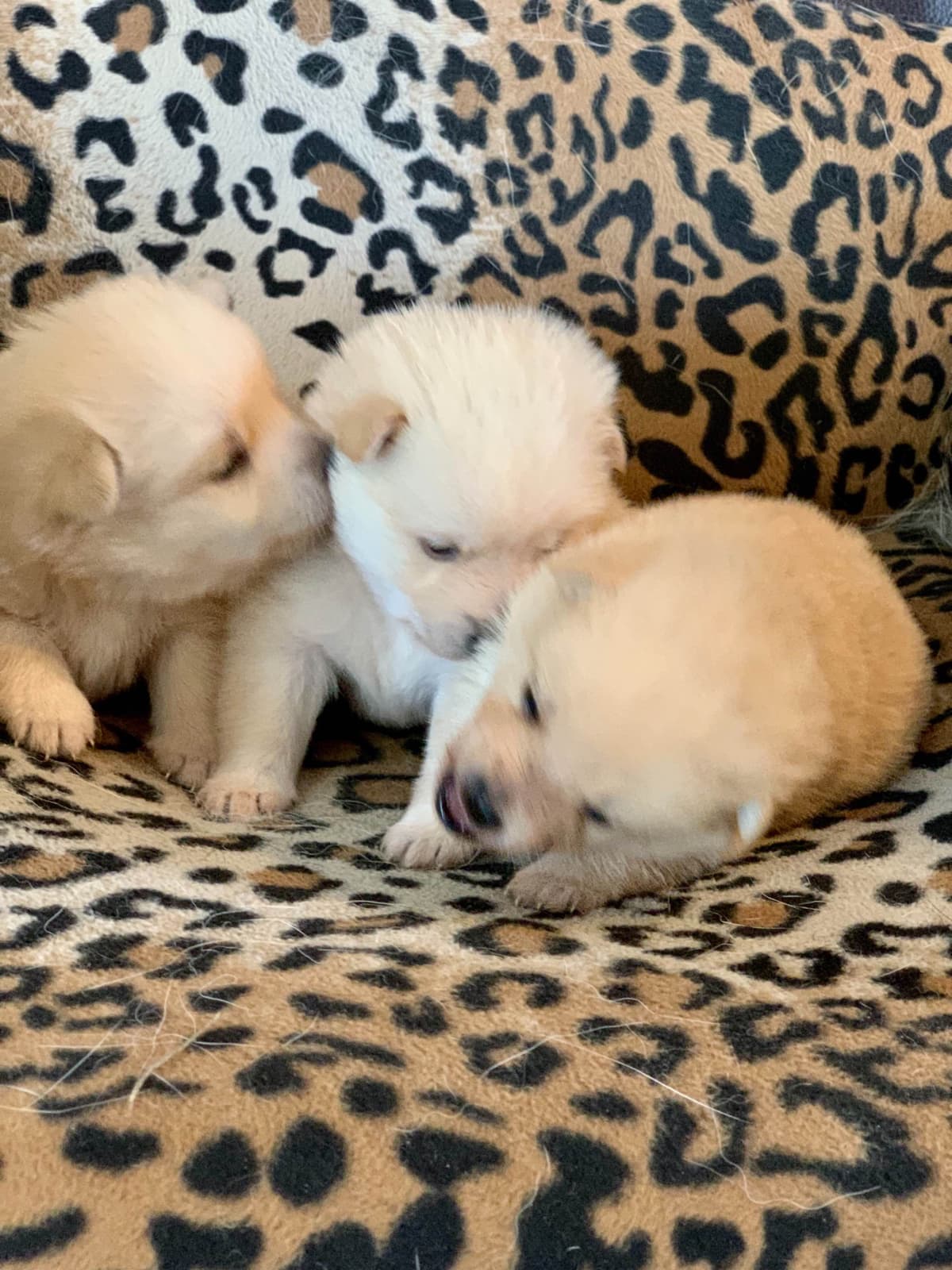 Schipperke Puppies breeder image 4