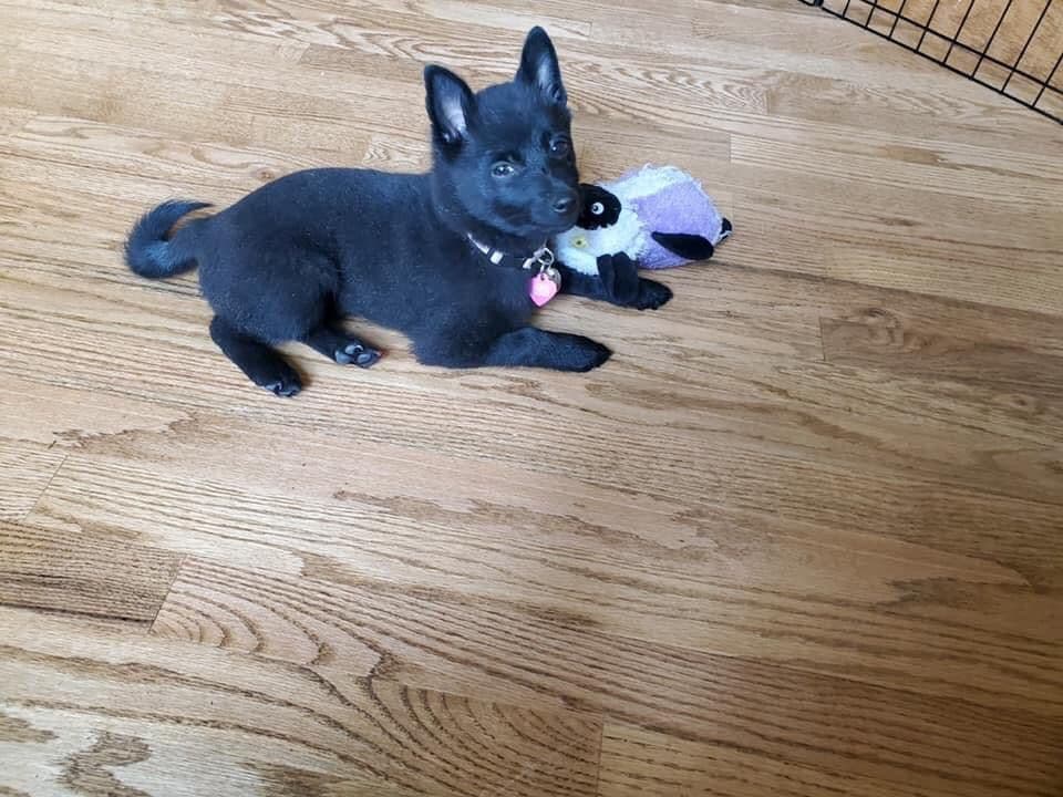 Schipperke Puppies breeder image 9