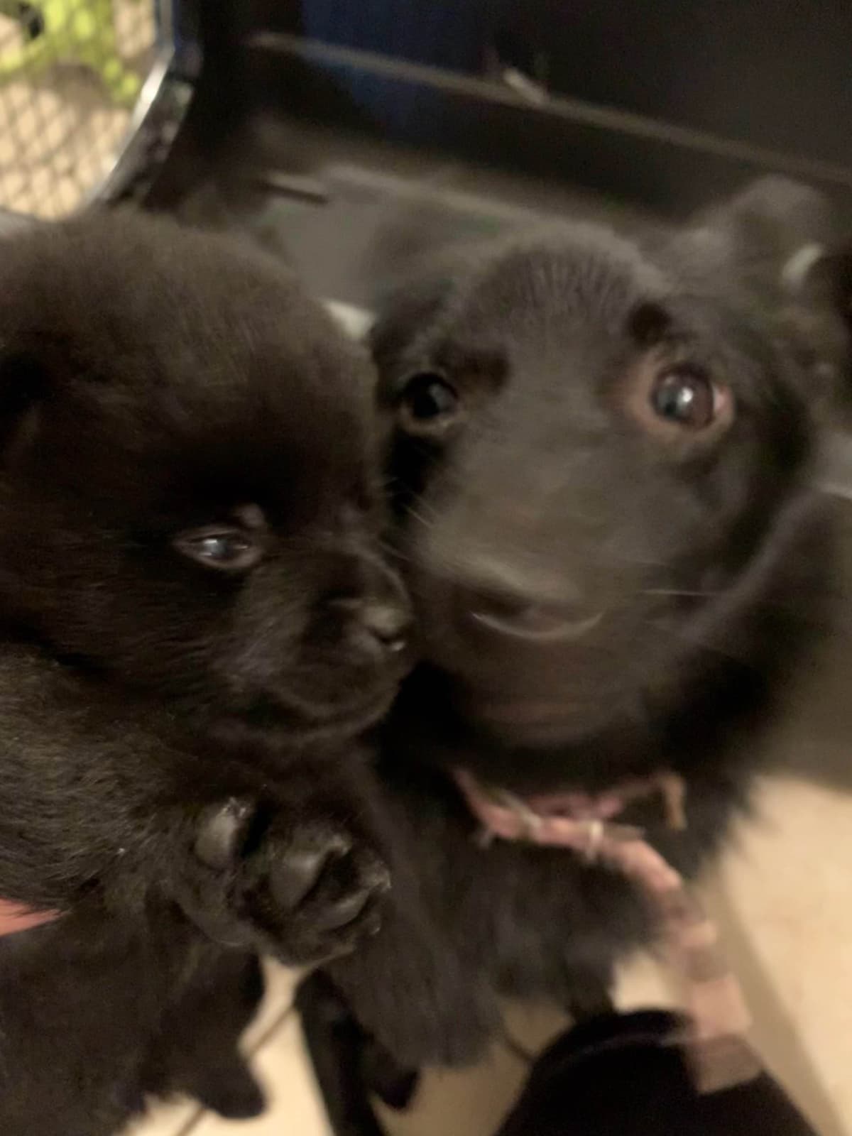 Schipperke Puppies breeder image 12