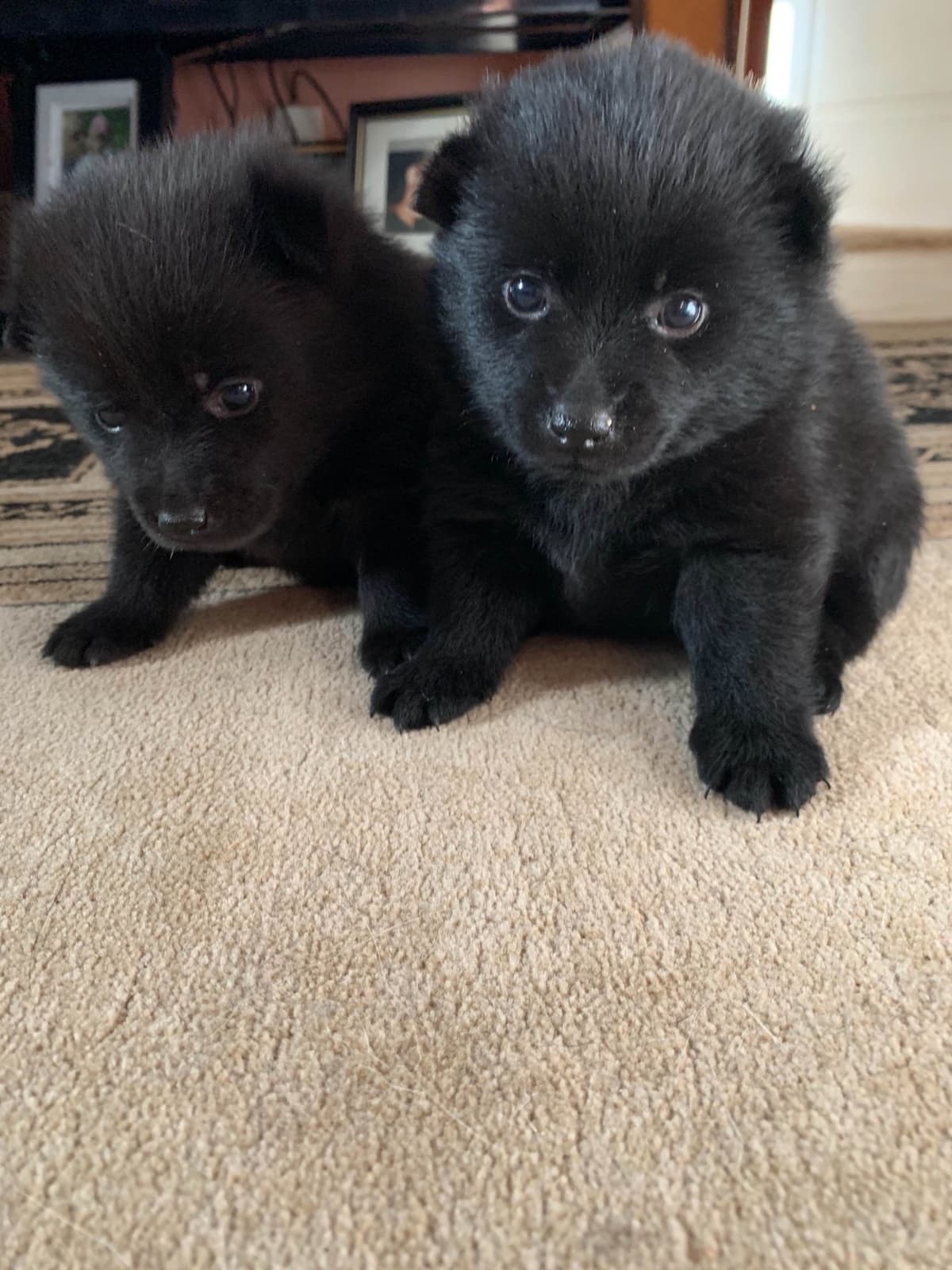 Schipperke Puppies breeder image 13
