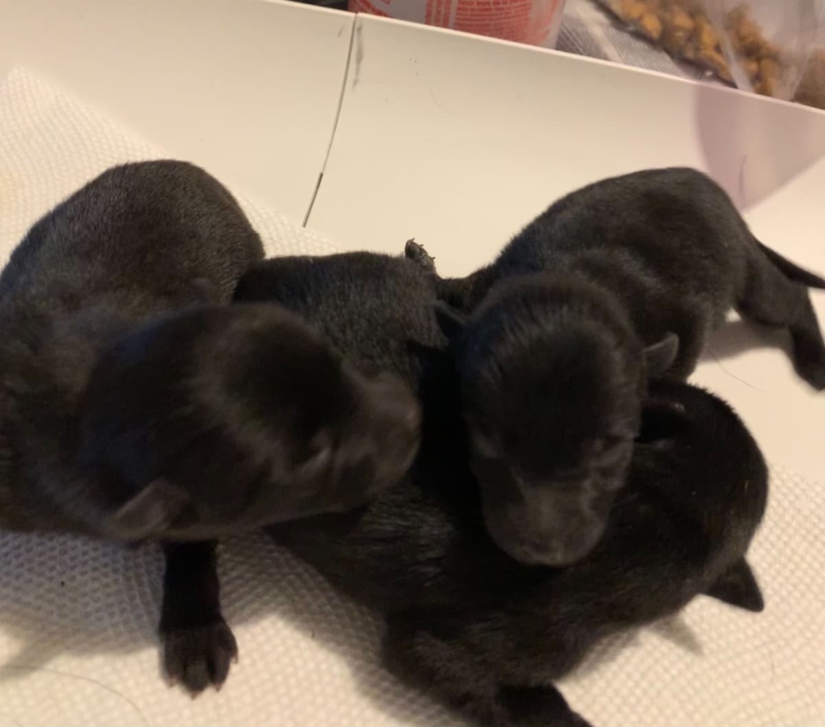Schipperke Puppies breeder image 14