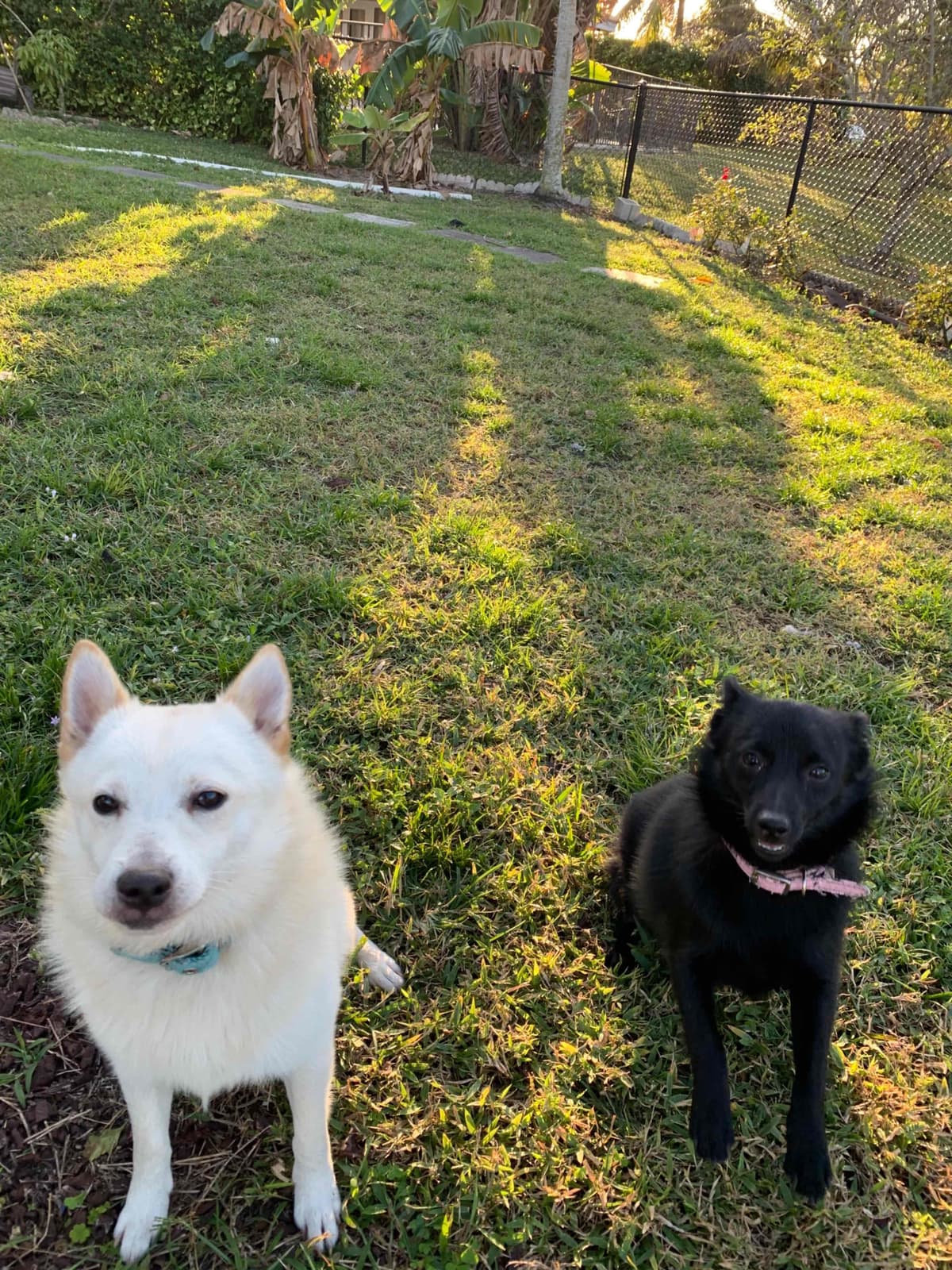 Schipperke Puppies breeder image 15