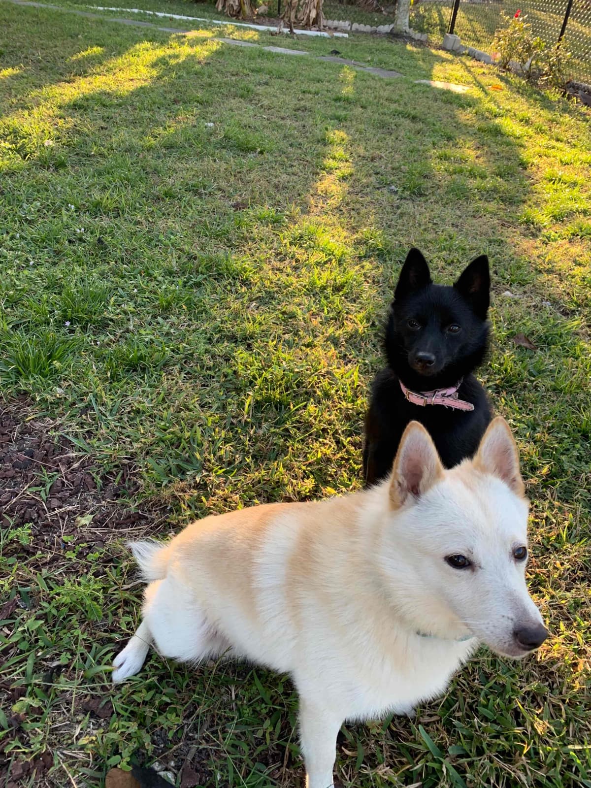 Schipperke Puppies breeder image 16