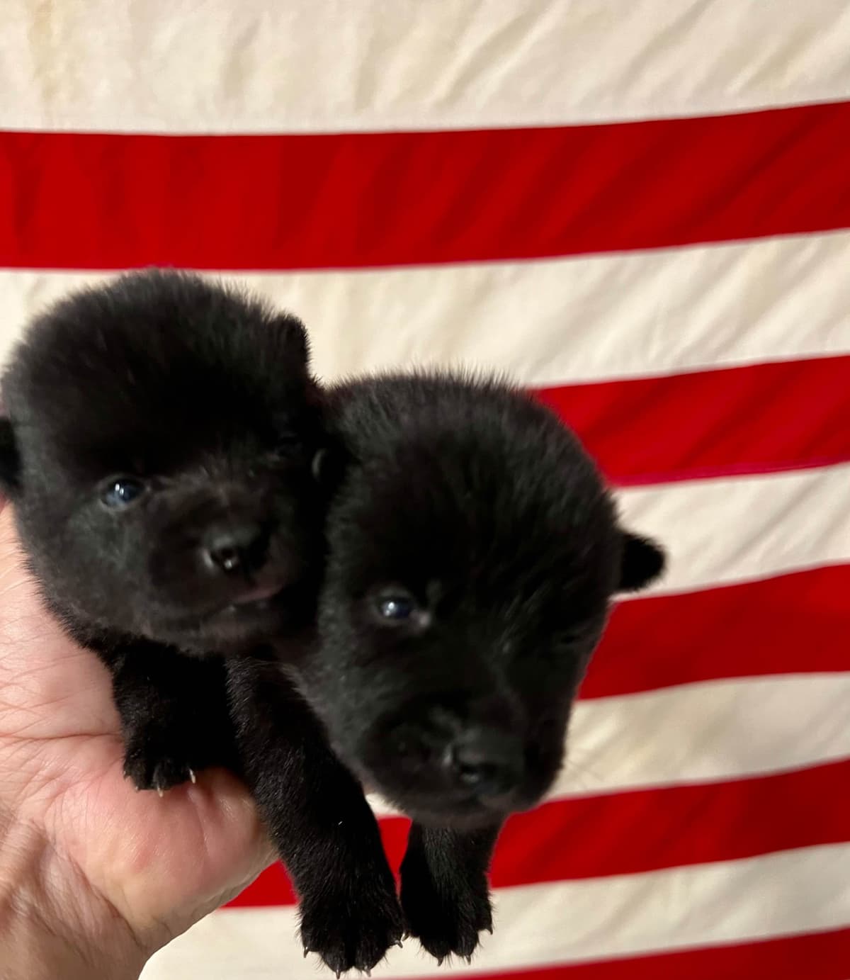Schipperke Puppies breeder image 19