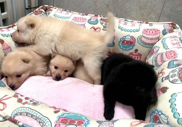 Schipperke Puppies media 2