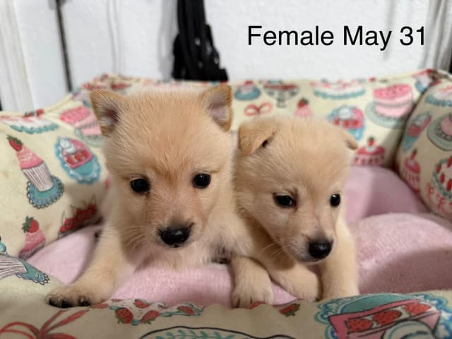 Schipperke Puppies media 3
