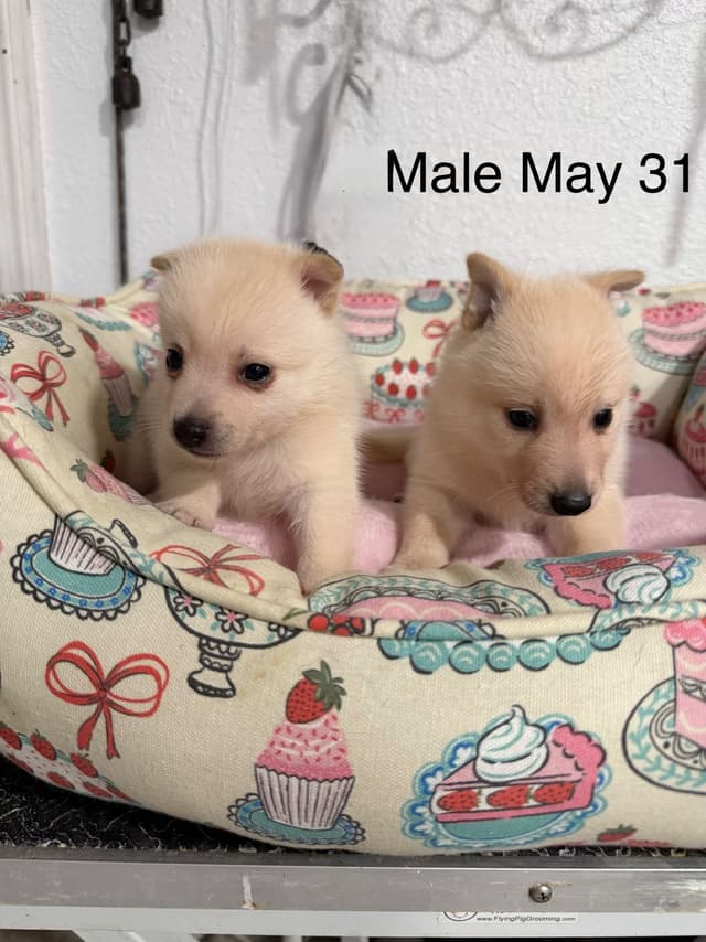 Schipperke Puppies media 4