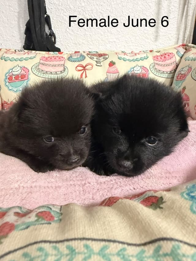 Schipperke Puppies media 2