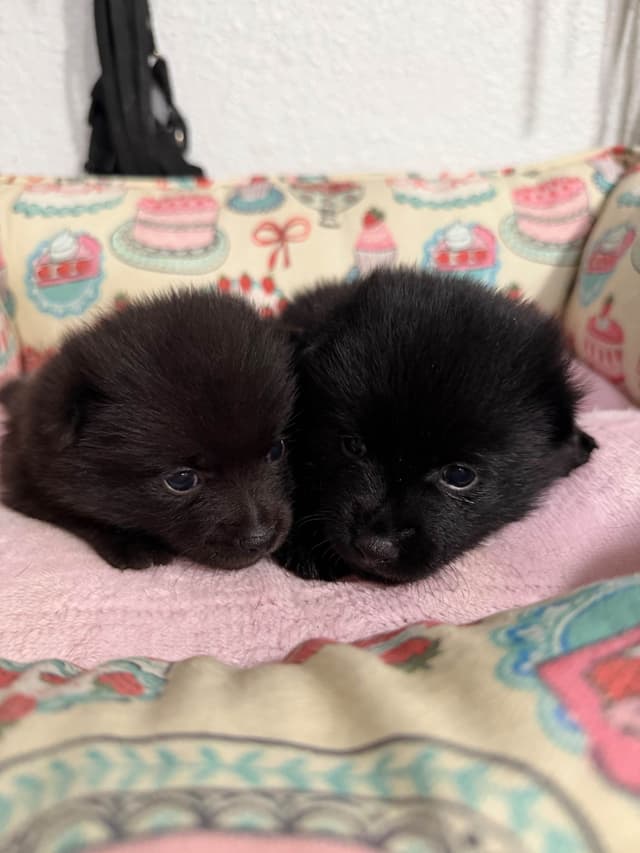 Schipperke Puppies media 4