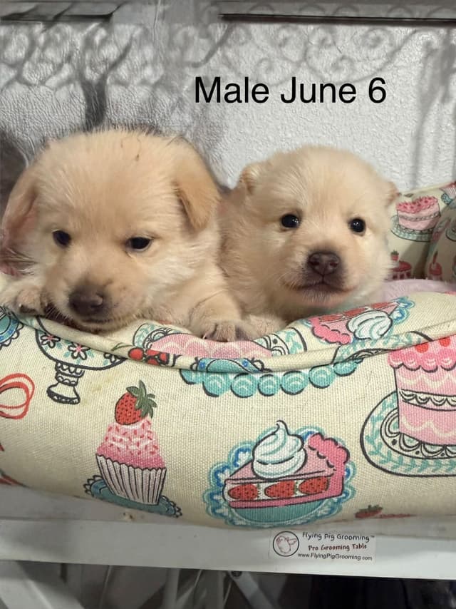 Schipperke Puppies media 3