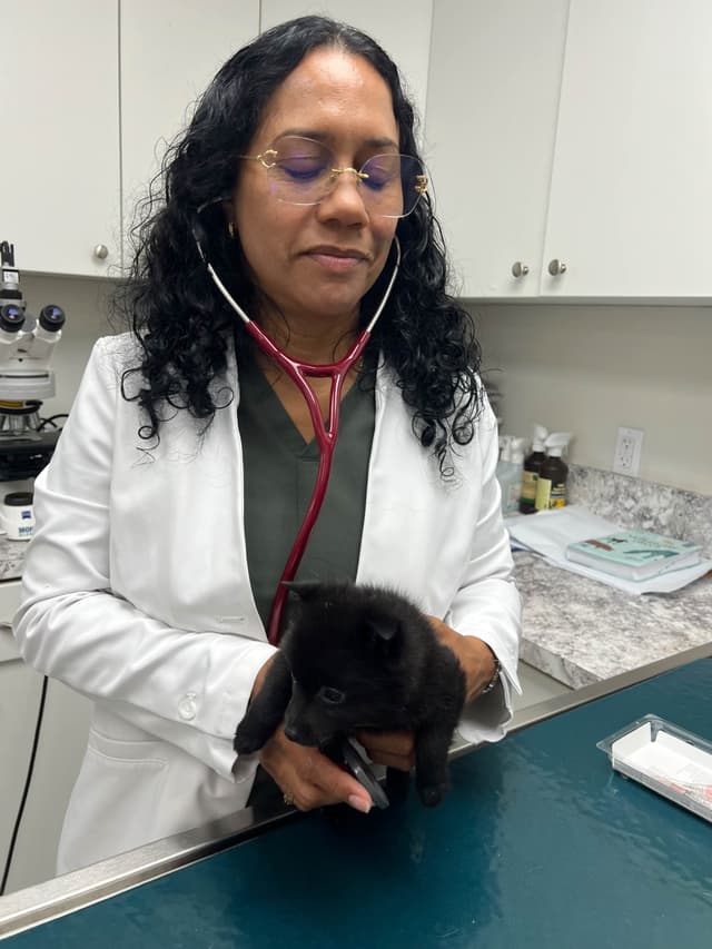 Schipperke Puppies media 5
