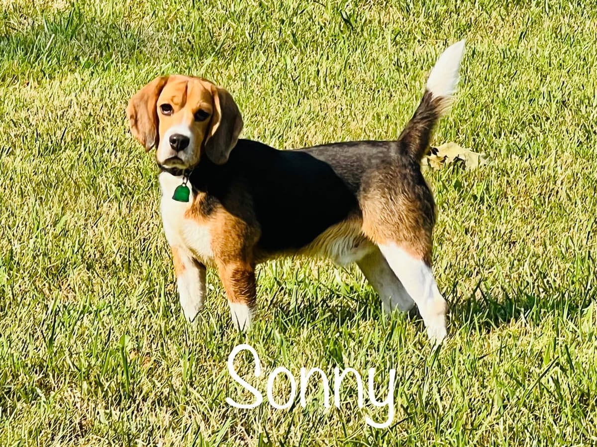 Beagle Puppies breeder image 1
