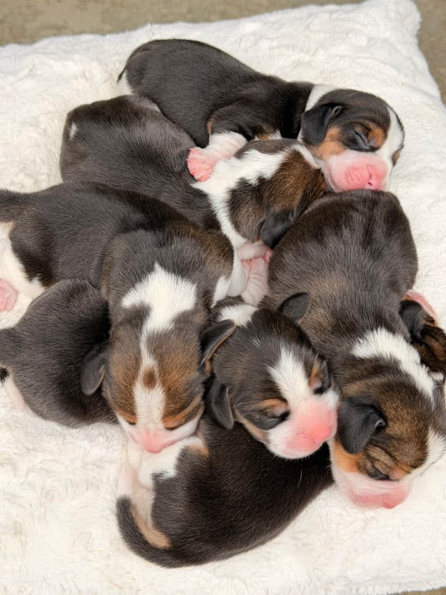 Beagle Puppies media 2