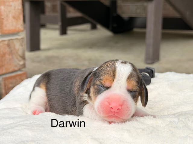 Beagle Puppies media 4