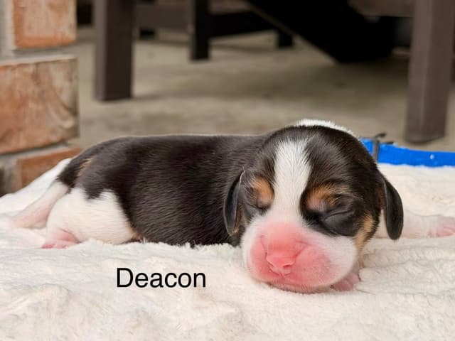 Beagle Puppies media 3