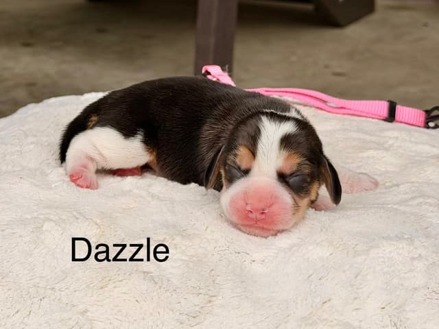 Beagle Puppies media 5