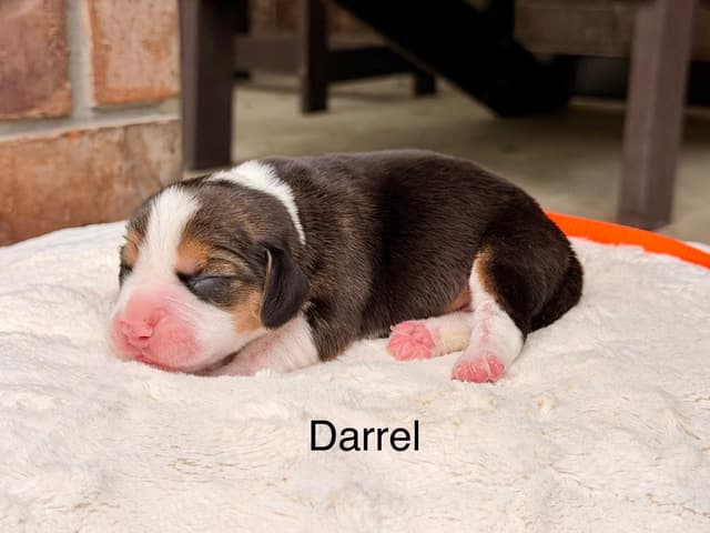Beagle Puppies media 6
