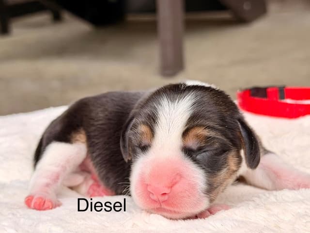 Beagle Puppies media 8