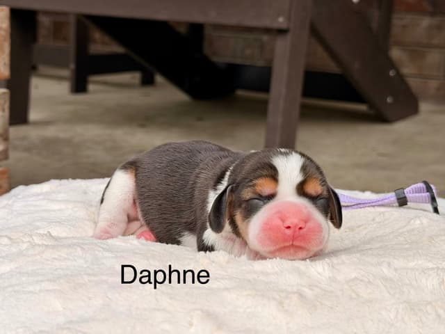 Beagle Puppies media 7