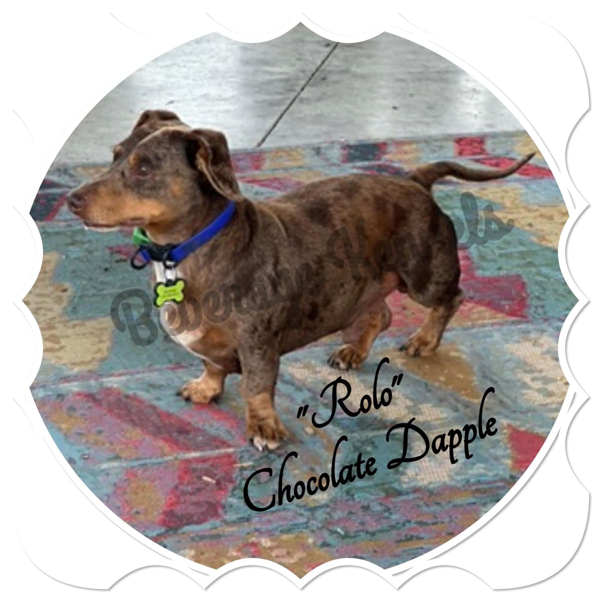AKC Miniature Dachshund Puppies breeder image 1