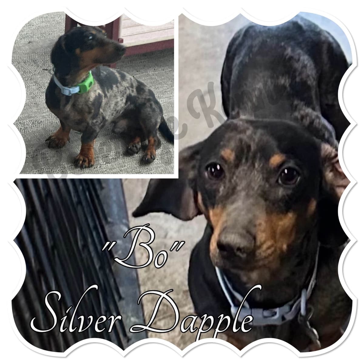 AKC Miniature Dachshund Puppies breeder image 3