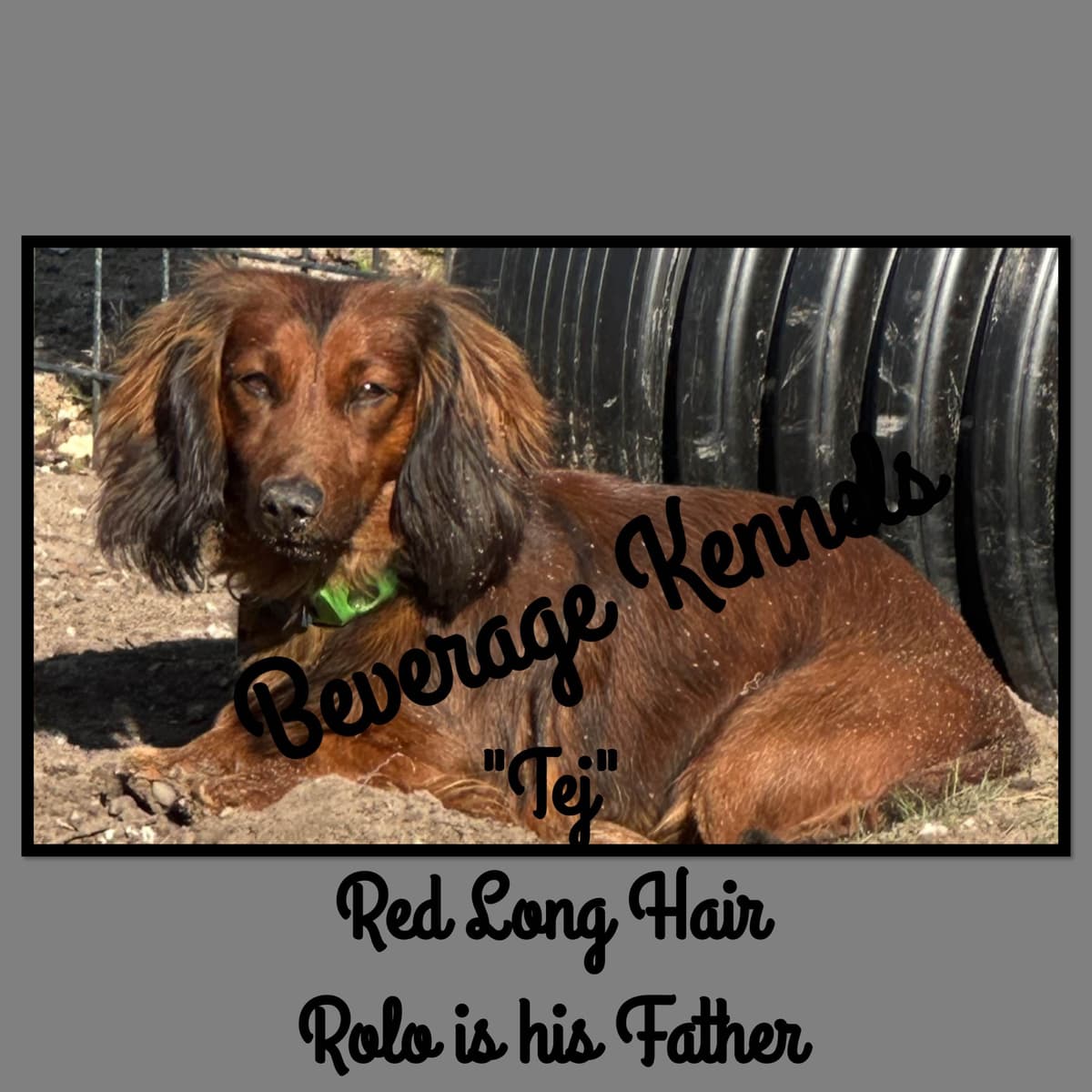AKC Miniature Dachshund Puppies breeder image 4