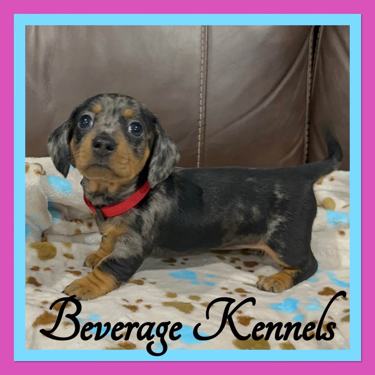 AKC Miniature Dachshund Puppies breeder image 5