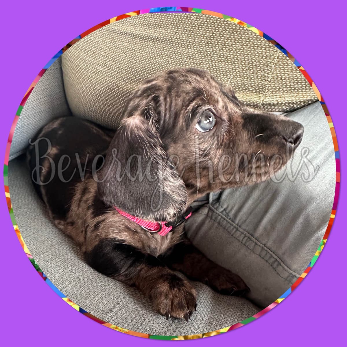 AKC Miniature Dachshund Puppies breeder image 6