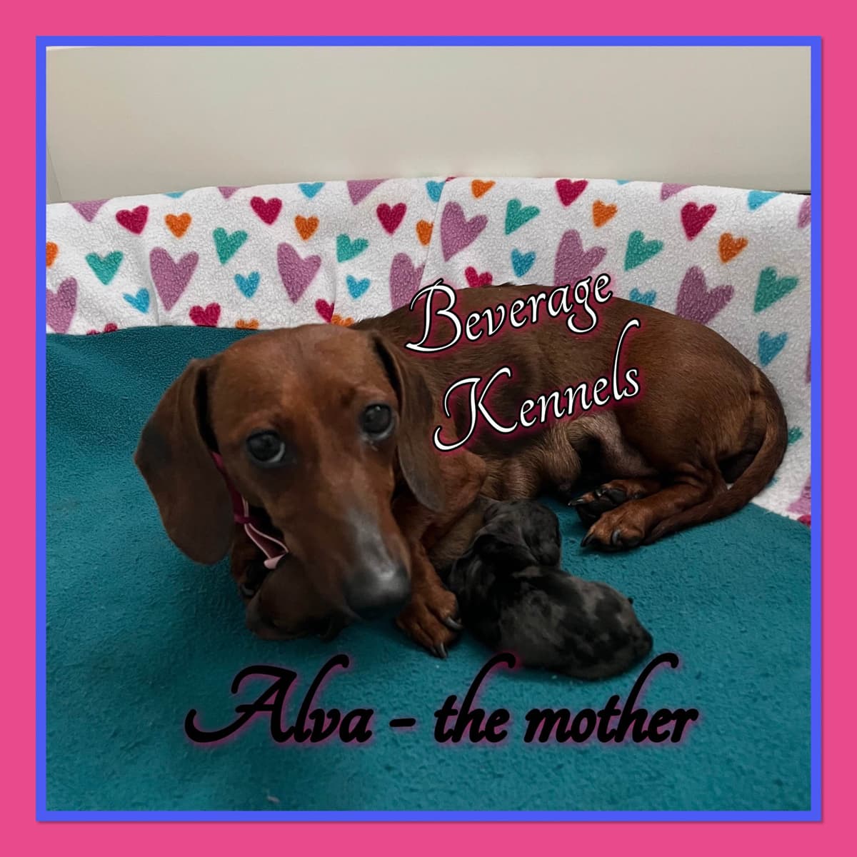 AKC Miniature Dachshund Puppies breeder image 7