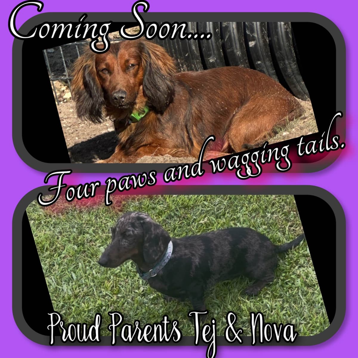 AKC Miniature Dachshund Puppies breeder image 8