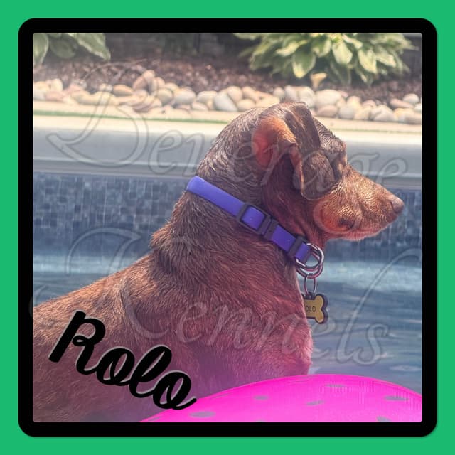 AKC Miniature Dachshund Puppies media 6