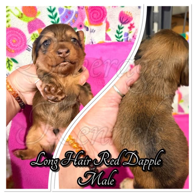 AKC Miniature Dachshund Puppies media 3