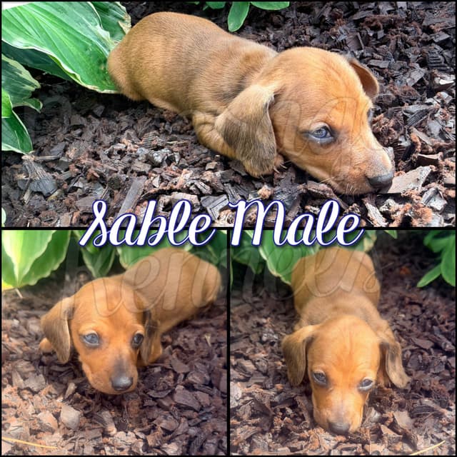 AKC Miniature Dachshund Puppies media 4