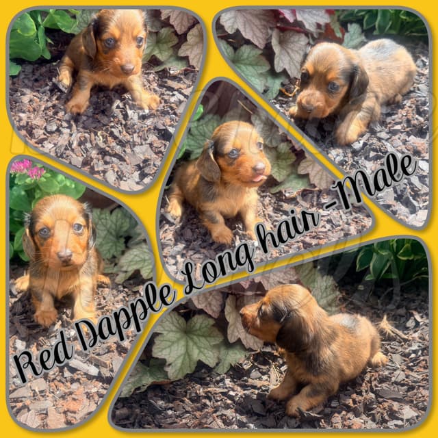 AKC Miniature Dachshund Puppies media 5