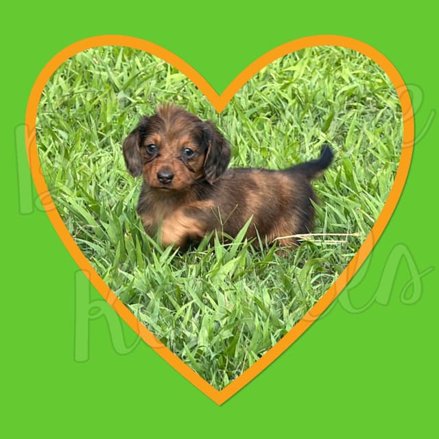 AKC Miniature Dachshund Puppies media 2