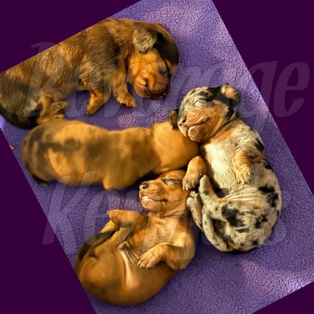 AKC Miniature Dachshund Puppies media 9