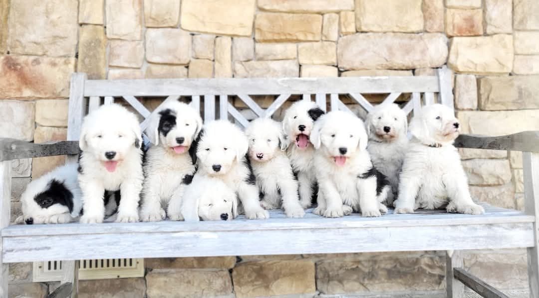 Old English Sheepdog Puppies breeder image 1