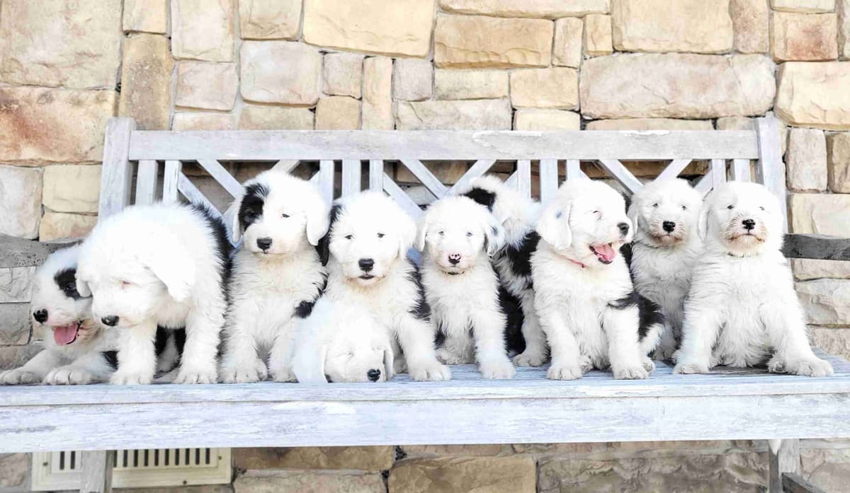 Old English Sheepdog Puppies breeder image 3