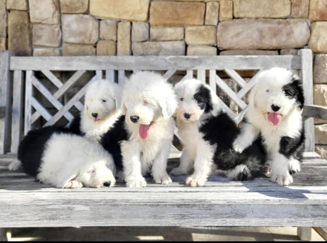 Old English Sheepdog Puppies media 2