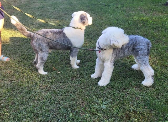Old English Sheepdog Puppies media 3
