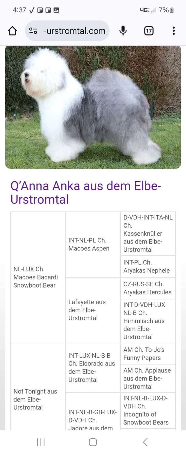 Old English Sheepdog Puppies media 5