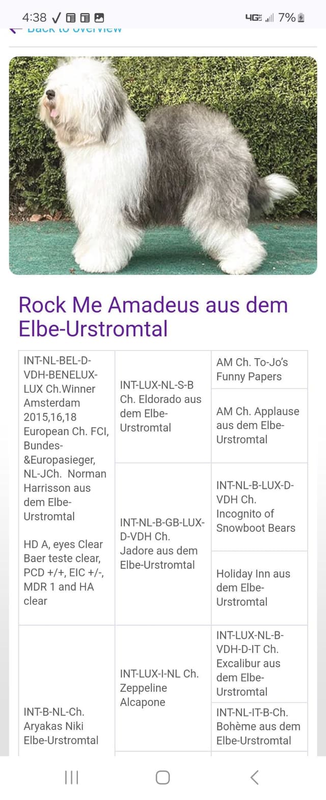 Old English Sheepdog Puppies media 6