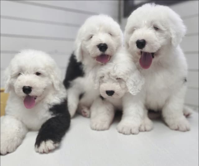 Old English Sheepdog Puppies media 7