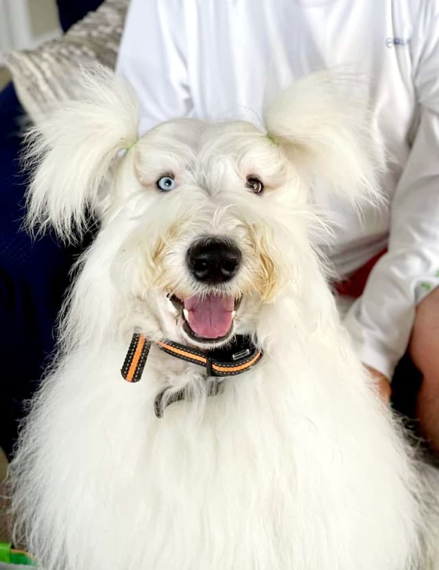 Old English Sheepdog Puppies media 8