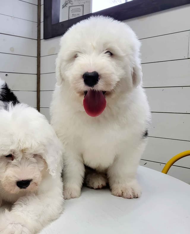 Old English Sheepdog Puppies media 9