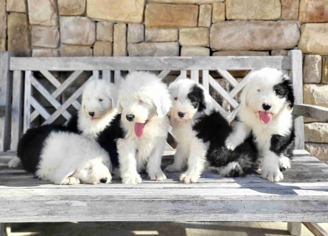 Old English Sheepdog Puppies media 10