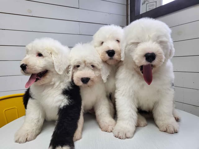 Old English Sheepdog Puppies media 12