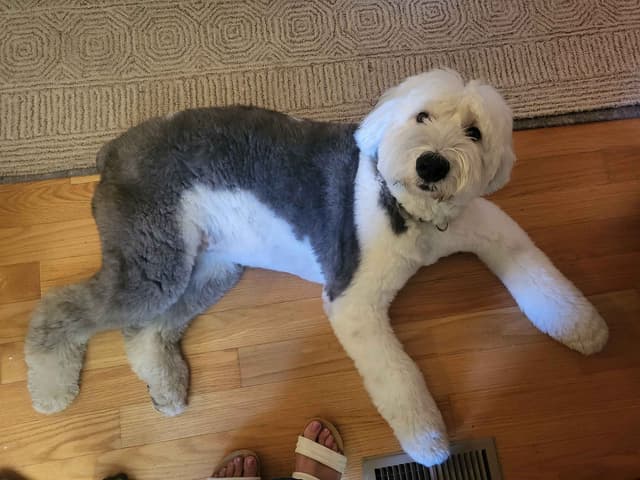 Old English Sheepdog Puppies media 13